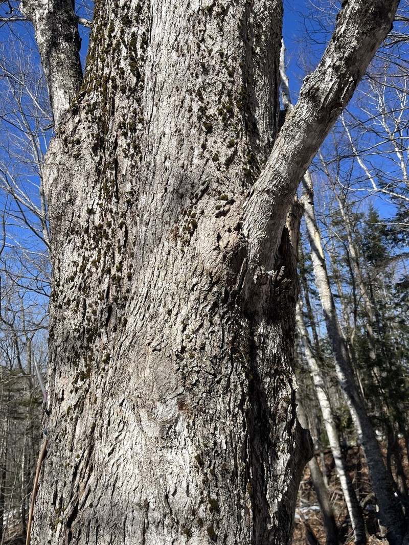 Sugar Maple photo 4