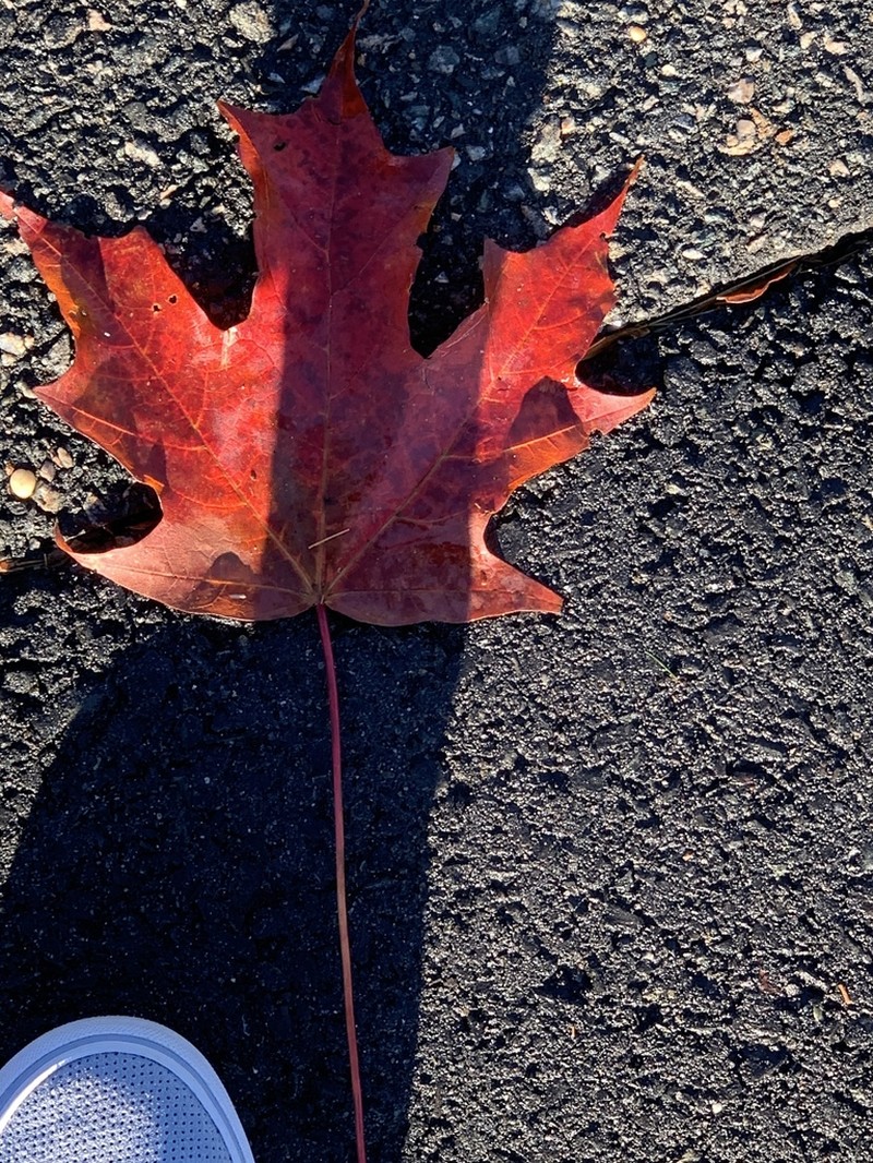Sugar Maple photo 5