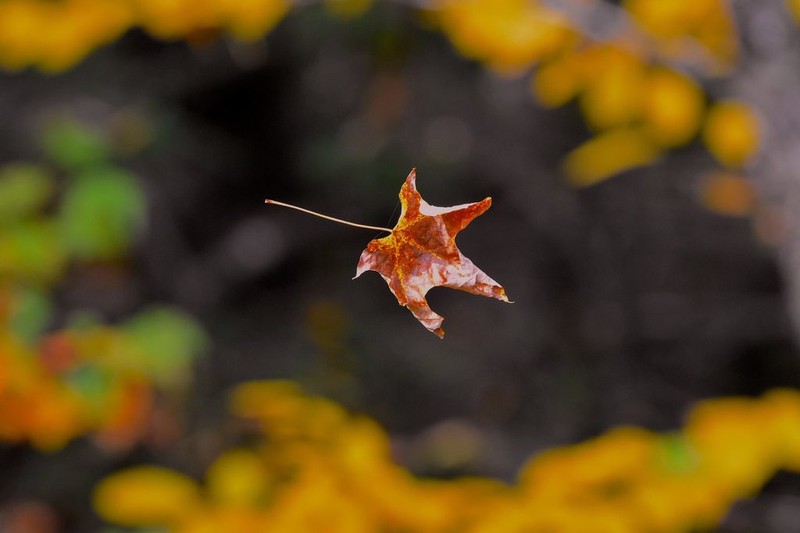 Sugar Maple photo 6