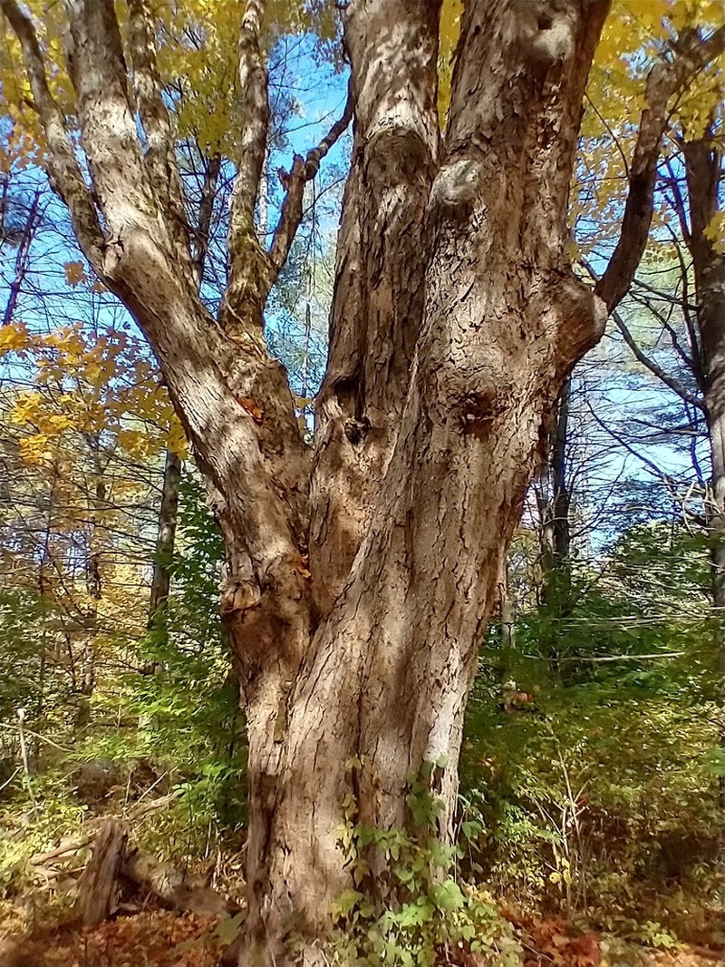 Sugar Maple photo 7