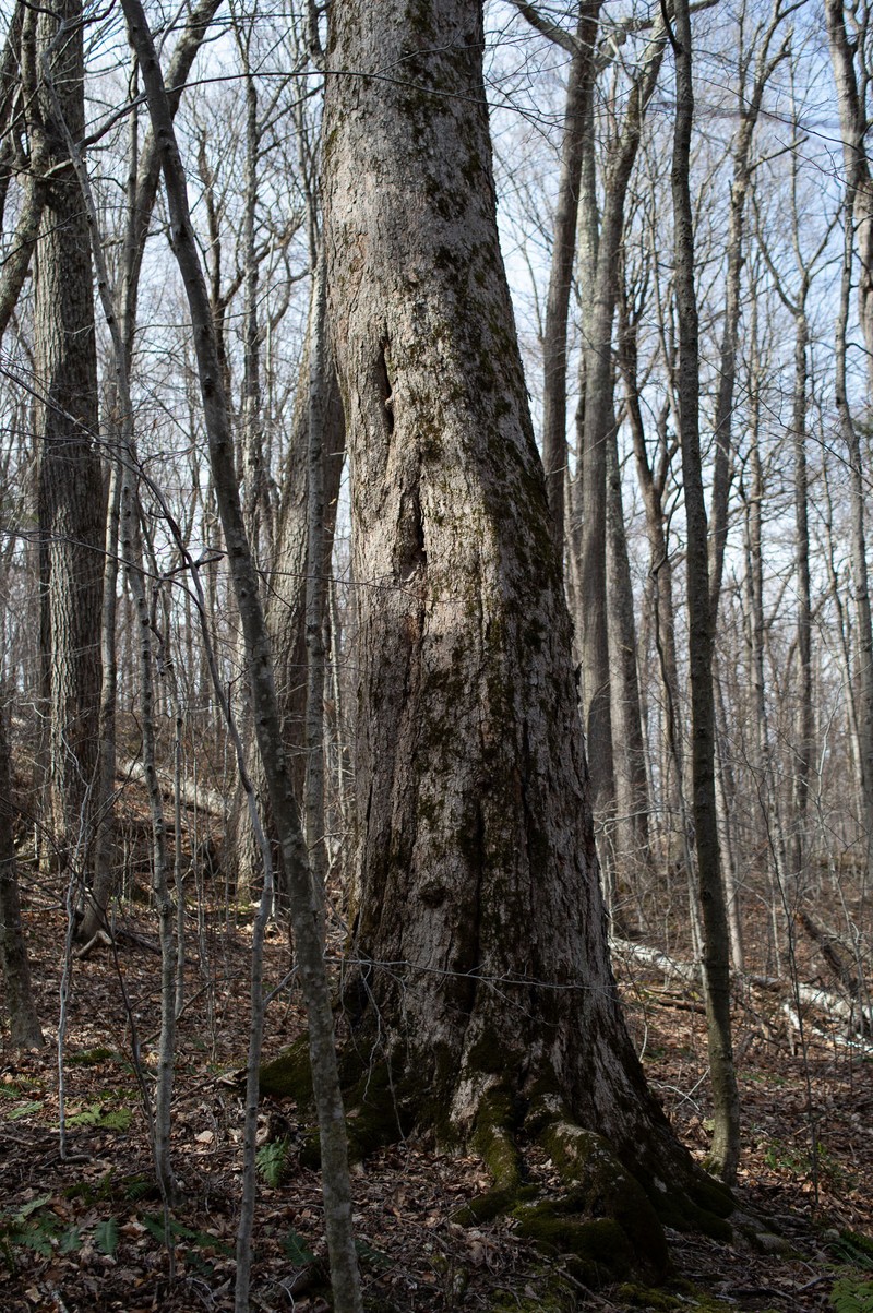 Acer saccharum var. saccharum photo 3