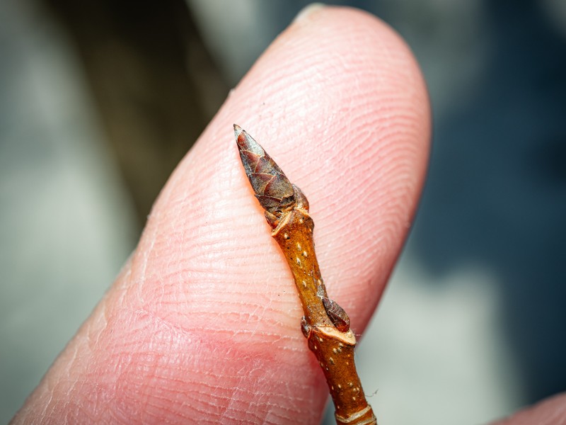 Acer saccharum var. saccharum photo 5