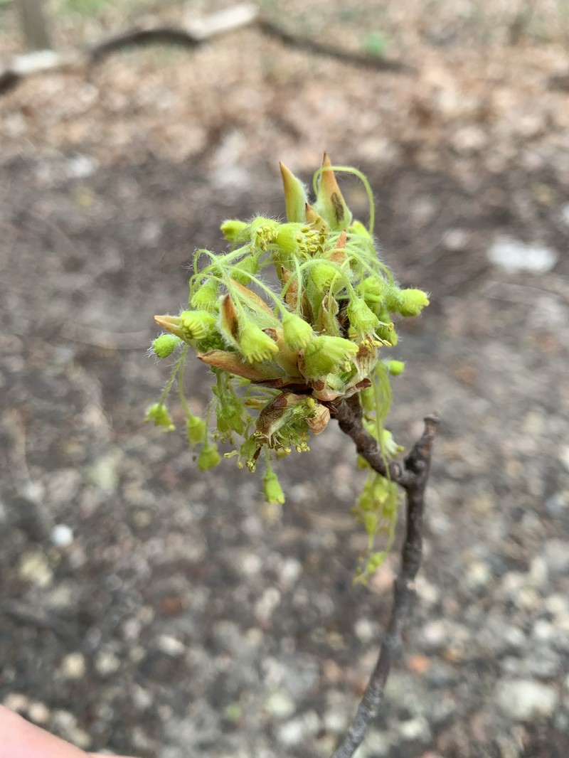 Acer saccharum var. saccharum photo 7