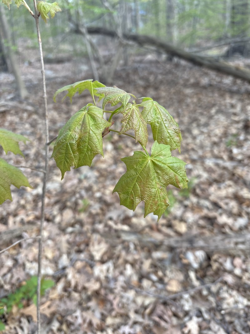 Acer saccharum var. saccharum photo 8
