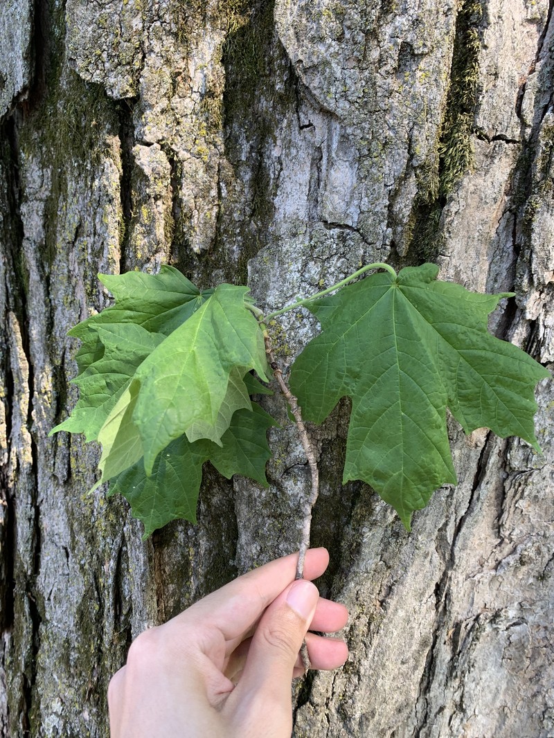 Acer saccharum var. schneckii photo 2