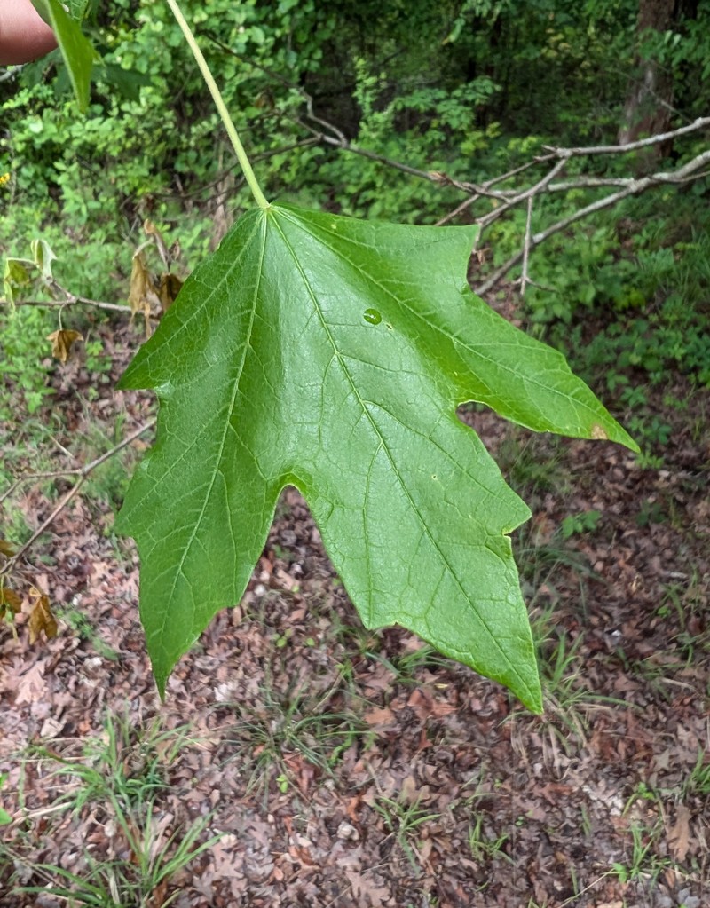 Acer saccharum var. schneckii photo 3