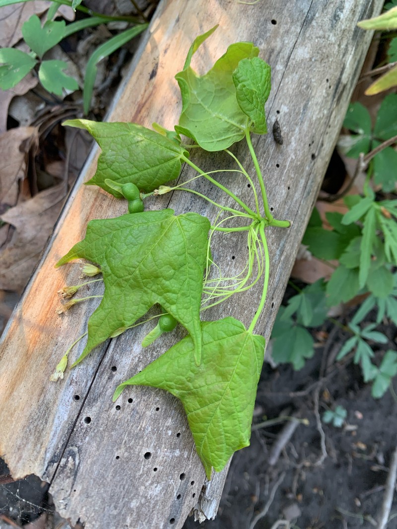 Acer saccharum var. schneckii photo 4
