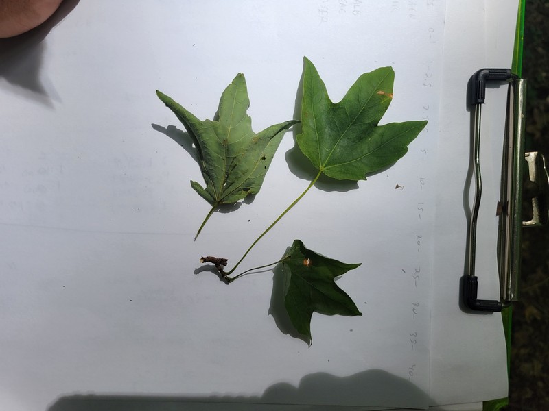 Acer saccharum var. schneckii photo 5
