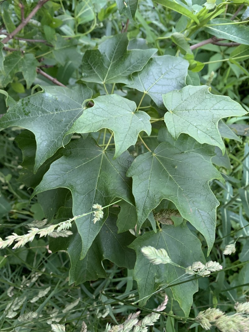 Acer saccharum var. schneckii photo 6