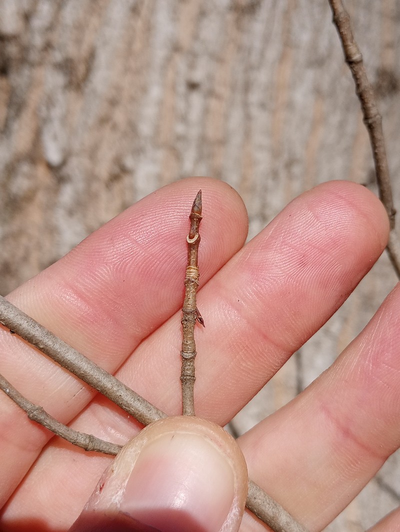Acer saccharum var. schneckii photo 7