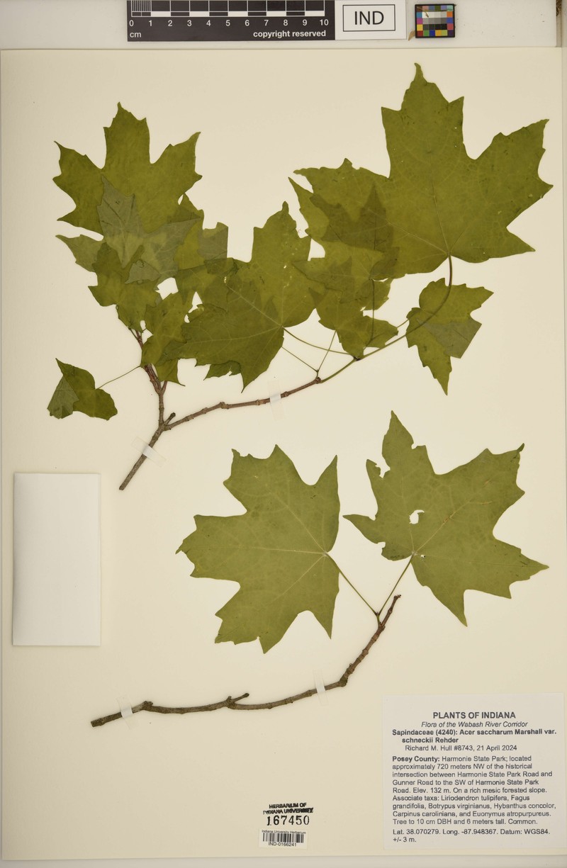 Acer saccharum var. schneckii photo 8