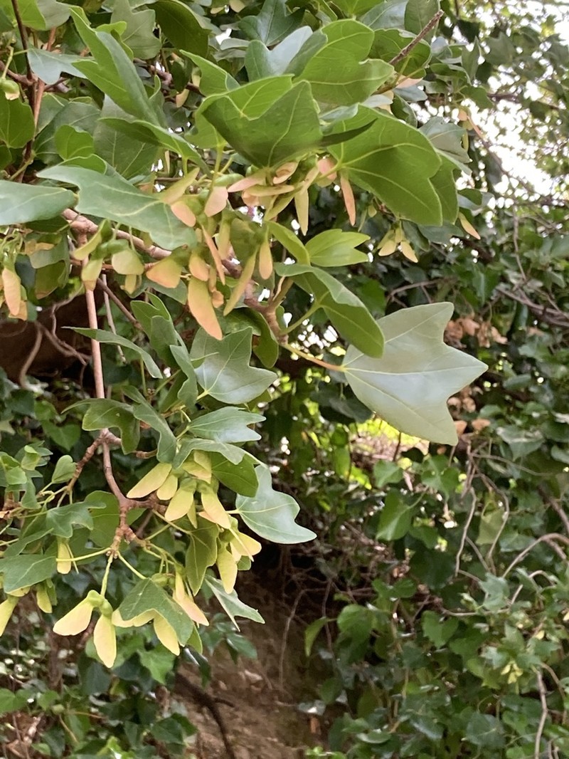 Acer sempervirens photo 2