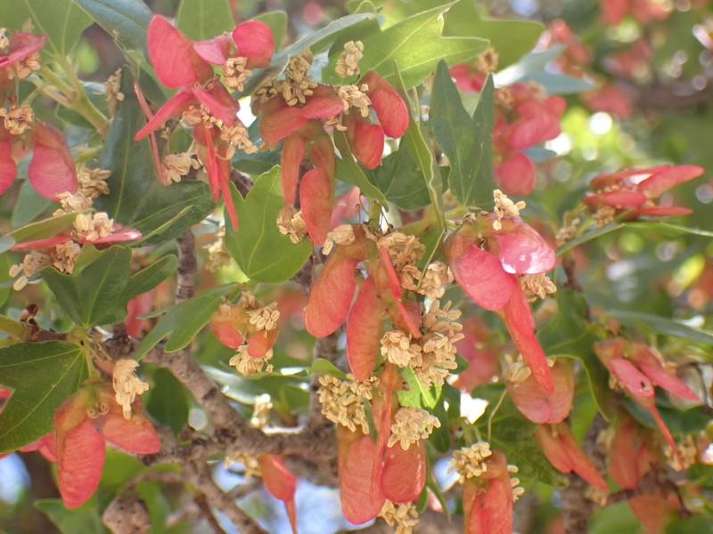 Acer sempervirens photo 3