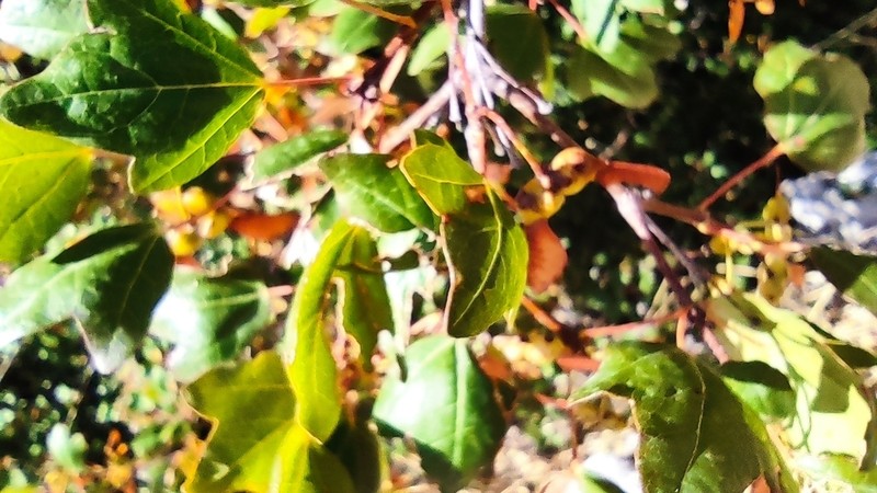 Acer sempervirens photo 4