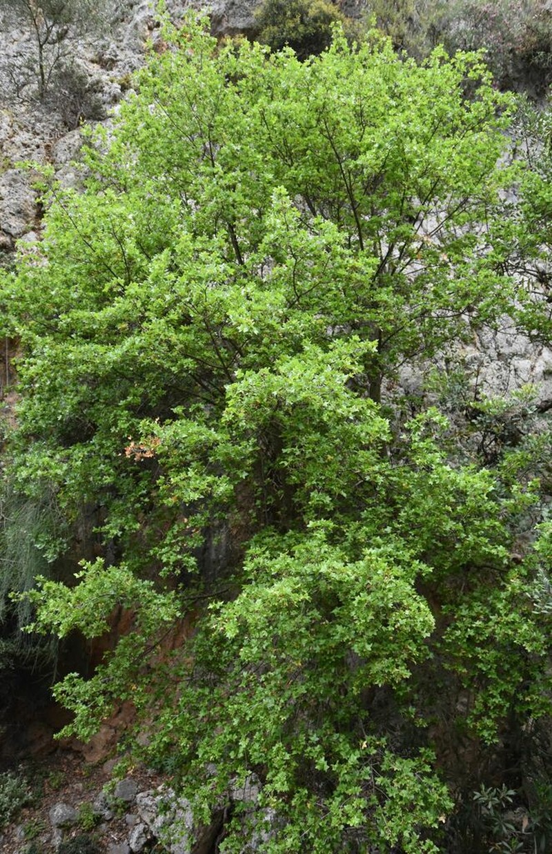 Acer sempervirens photo 5
