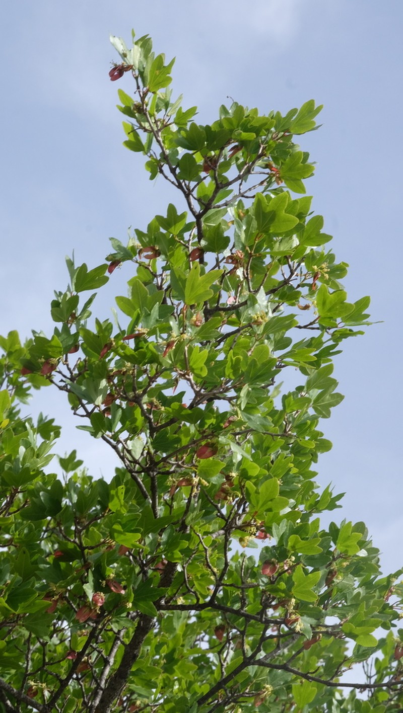 Acer sempervirens photo 6