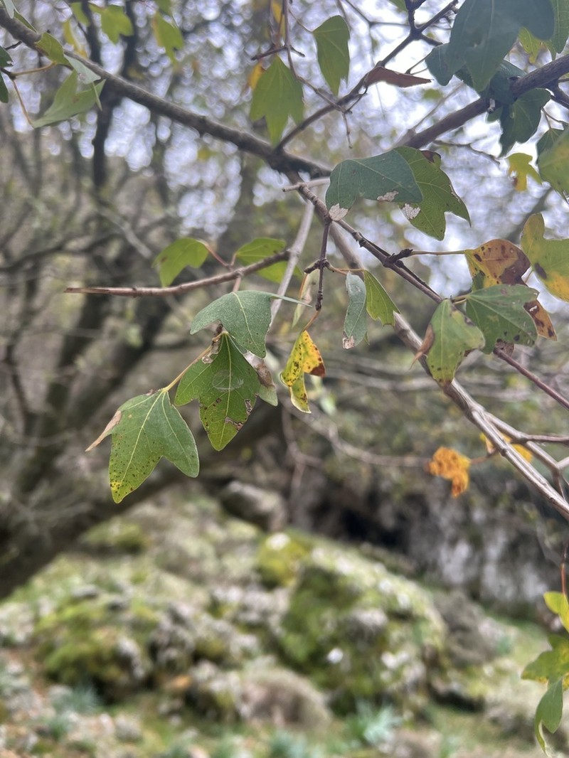 Acer sempervirens photo 7