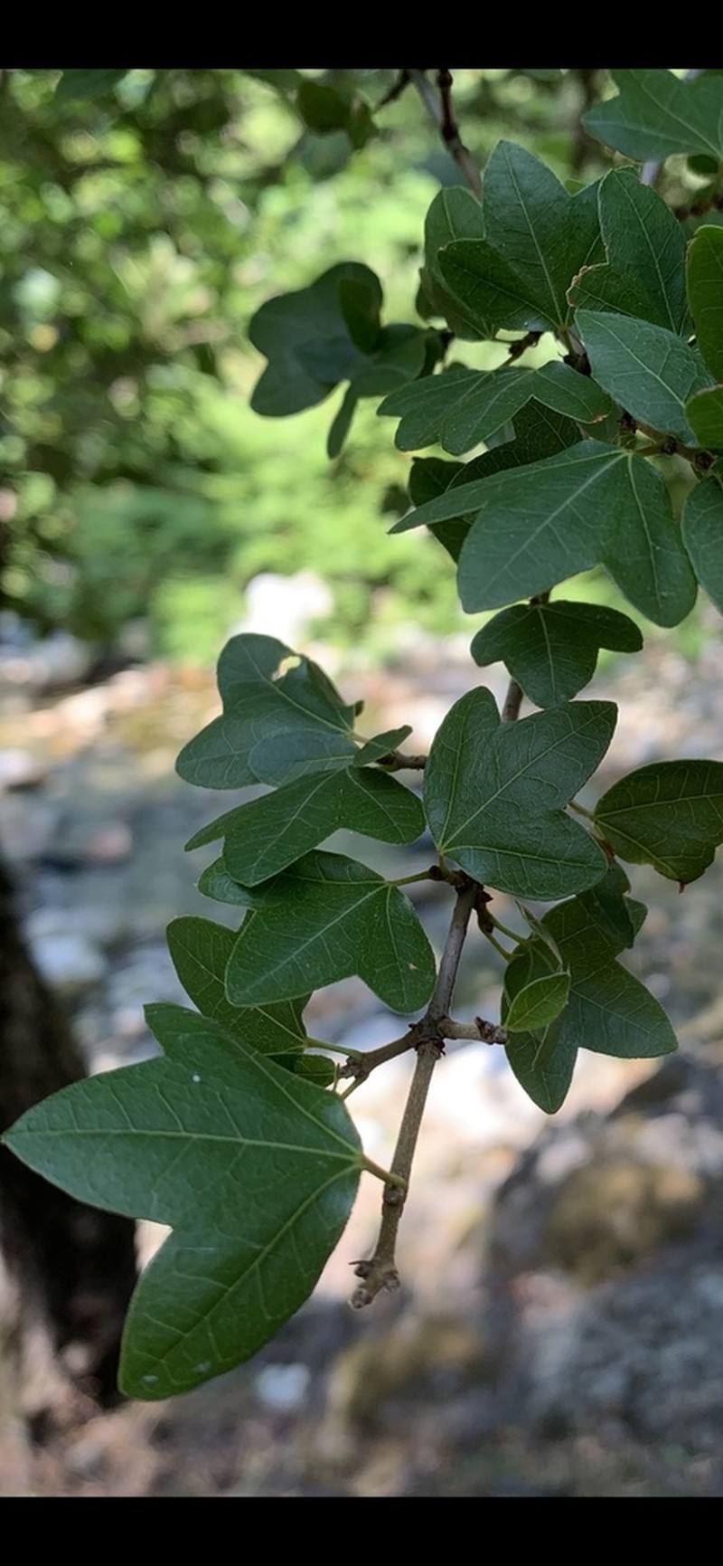 Acer sempervirens photo 8