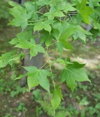 Acer serrulatum