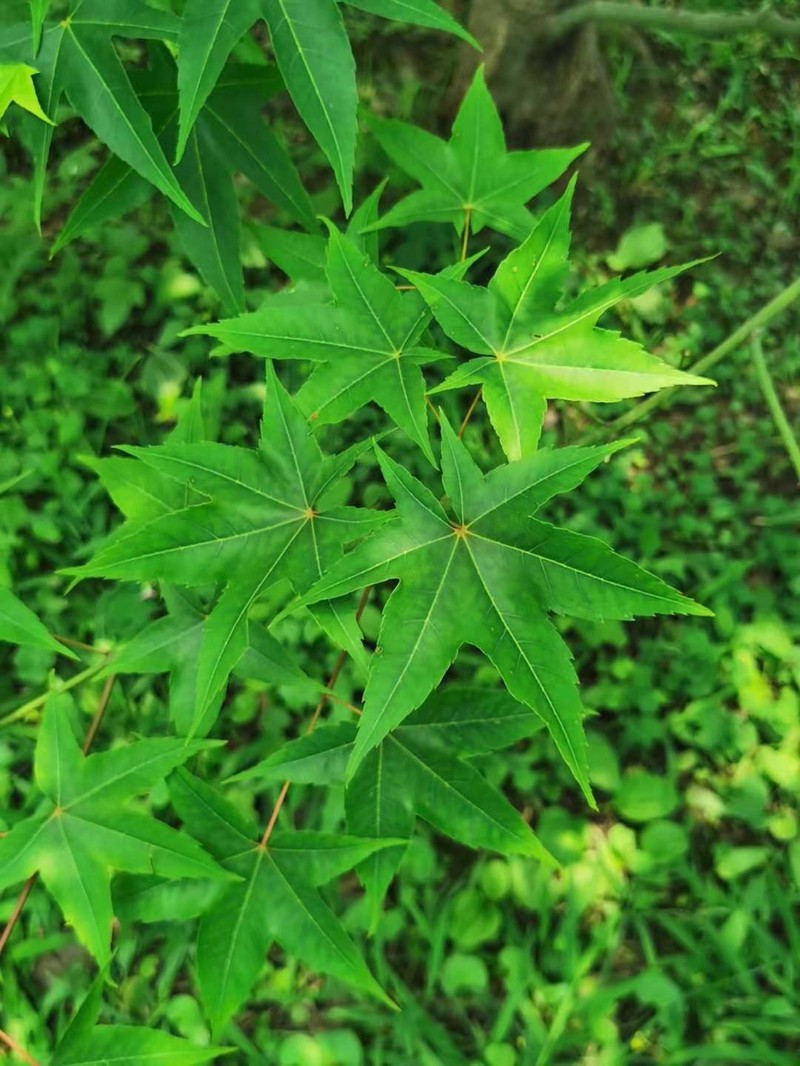 Acer serrulatum photo 2