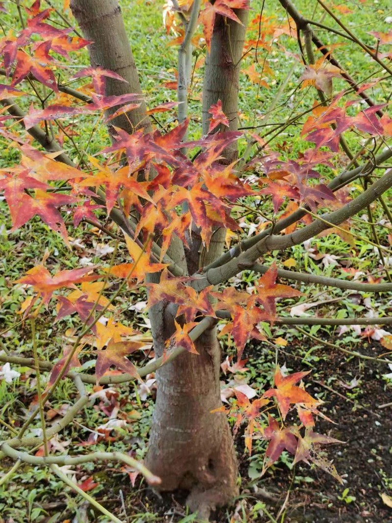 Acer serrulatum photo 8