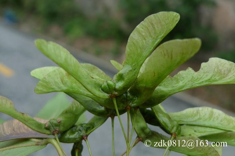 Acer shenkanense photo 2