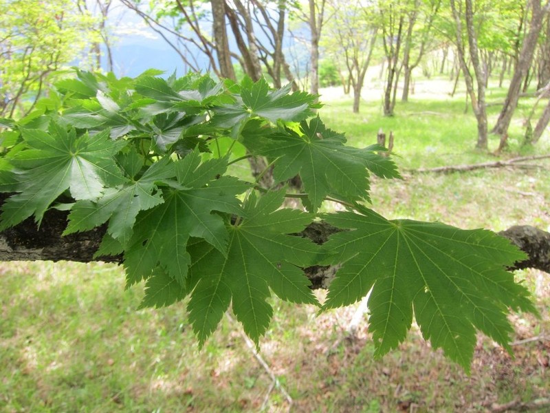 Acer shirasawanum photo 2