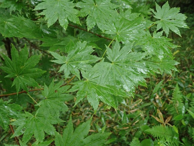 Acer shirasawanum photo 3