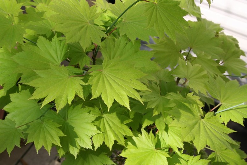 Acer shirasawanum photo 4