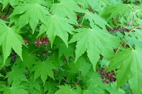 Acer sieboldianum