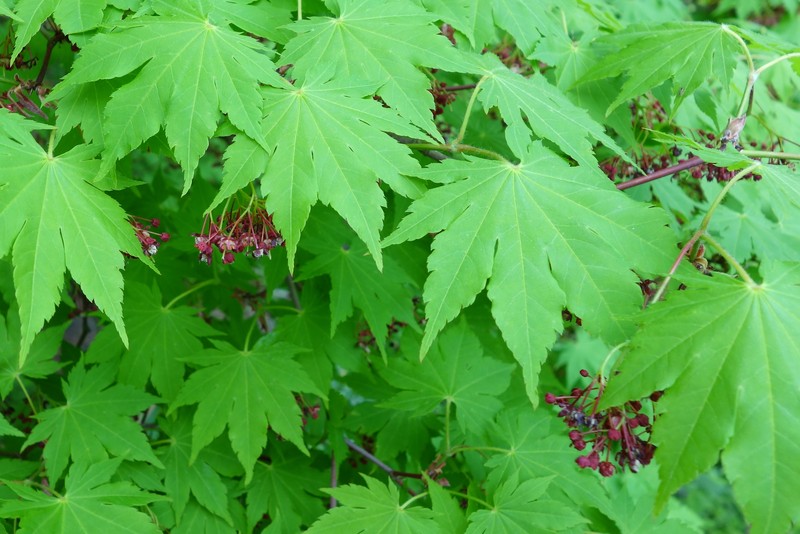 Acer sieboldianum