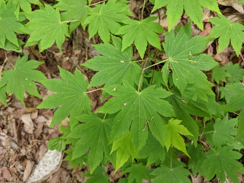 Acer sieboldianum photo 2