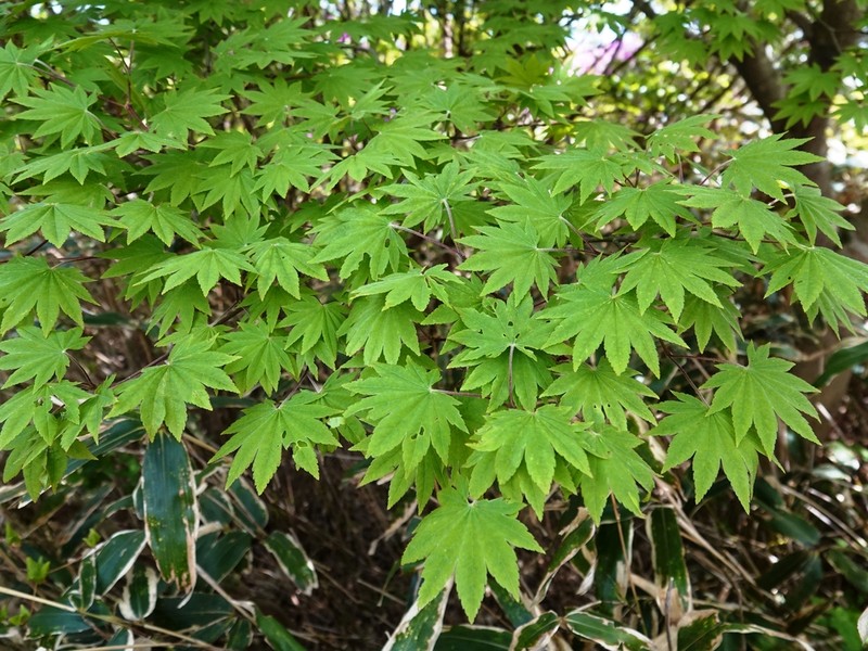 Acer sieboldianum photo 3