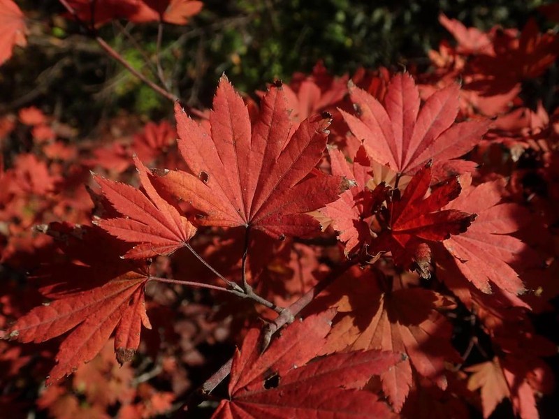 Acer sieboldianum photo 4