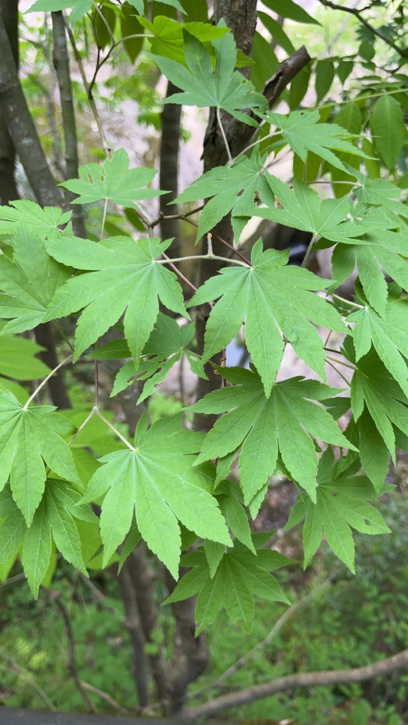 Acer sieboldianum photo 5