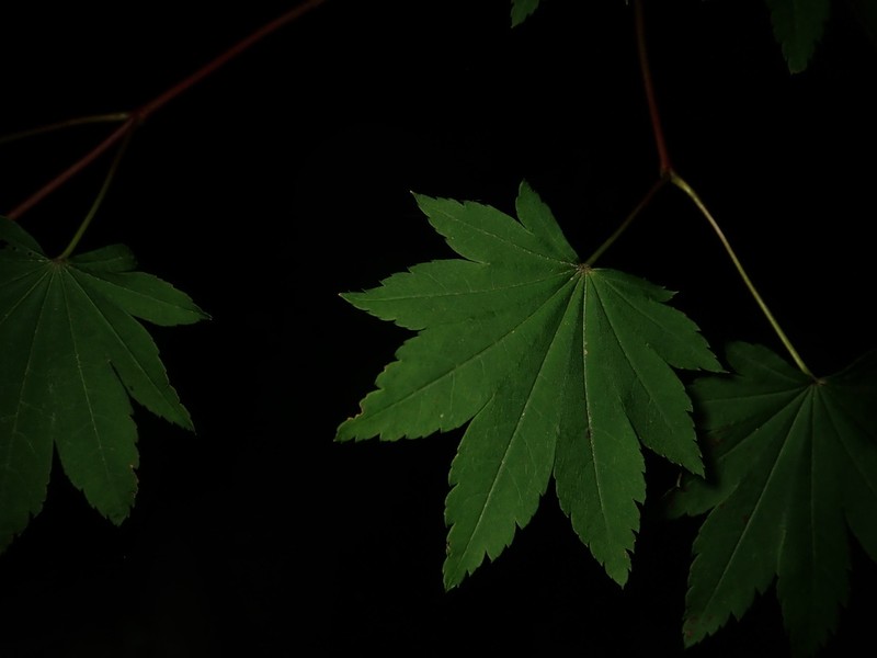 Acer sieboldianum photo 6
