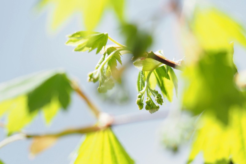 Acer sieboldianum photo 7