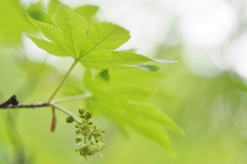 Acer sieboldianum photo 8