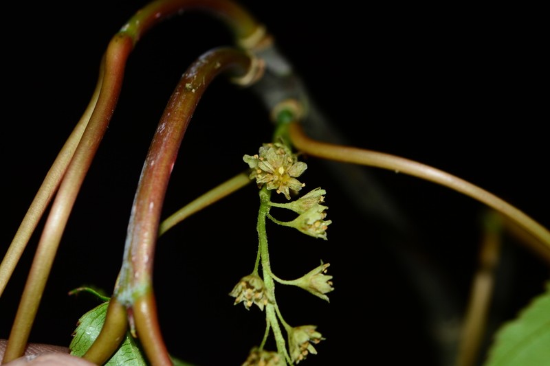 Acer sikkimense photo 3