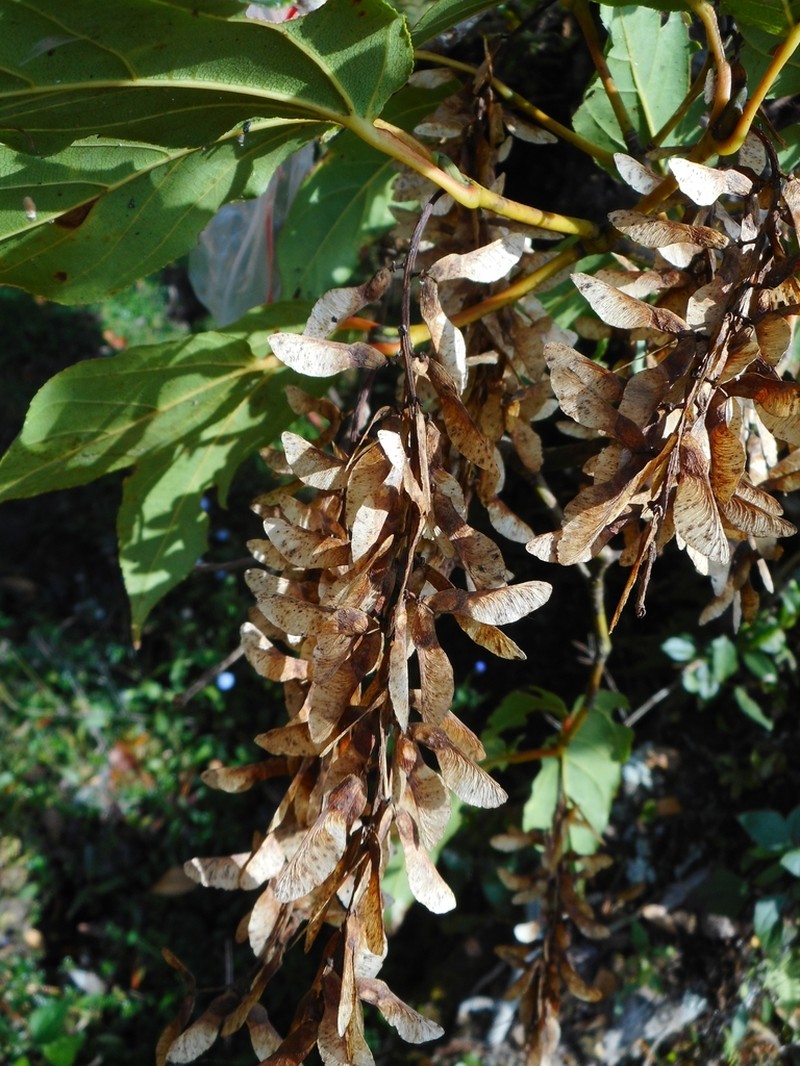 Acer sikkimense photo 4