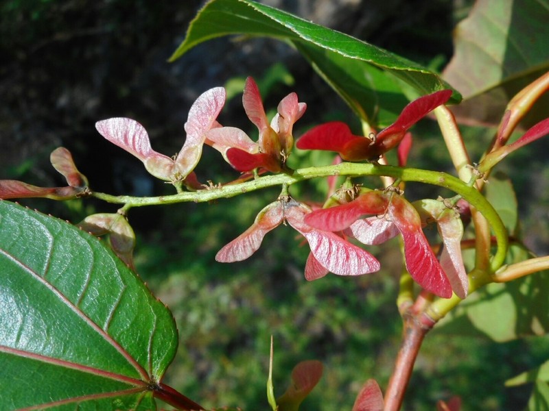 Acer sikkimense photo 5