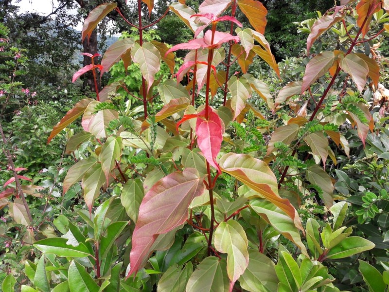 Acer sikkimense photo 6