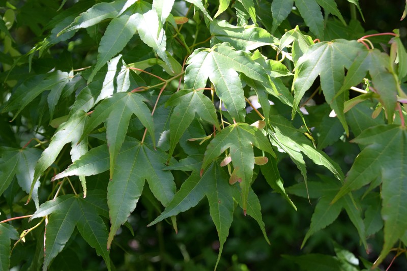 Acer sinense