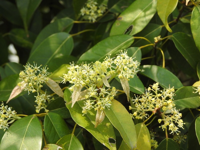Acer sino-oblongum photo 2