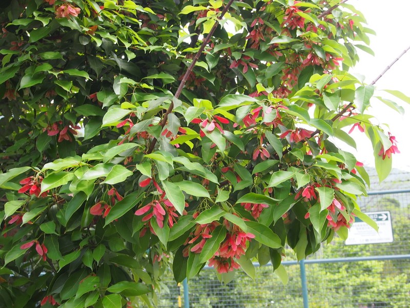 Acer sino-oblongum photo 3