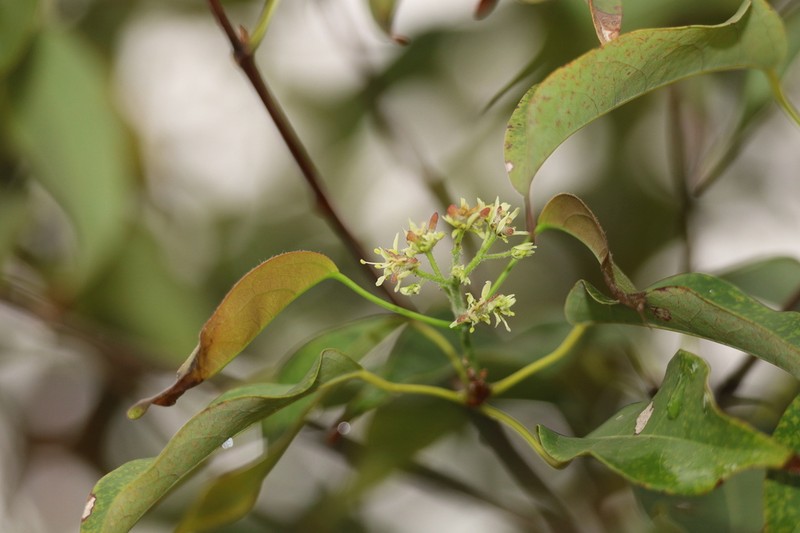 Acer sino-oblongum photo 4