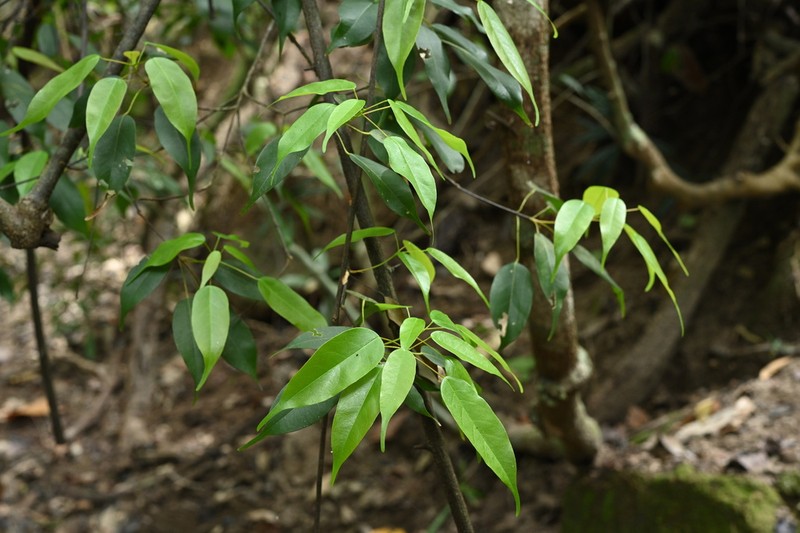 Acer sino-oblongum photo 6