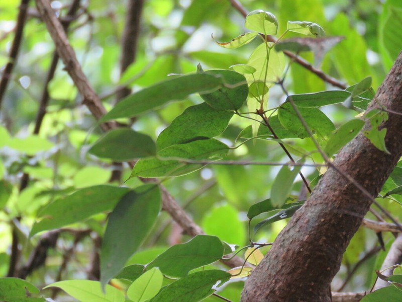 Acer sino-oblongum photo 7