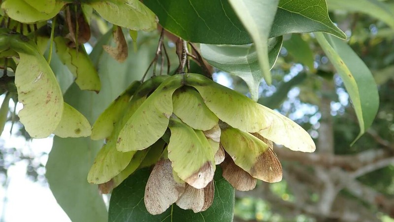 Acer sino-oblongum photo 8