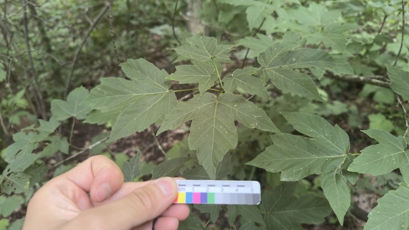 Acer sinopurpurascens photo 3